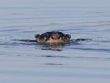 otter loer : frieda